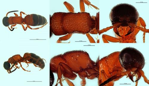 Myrmosa atra